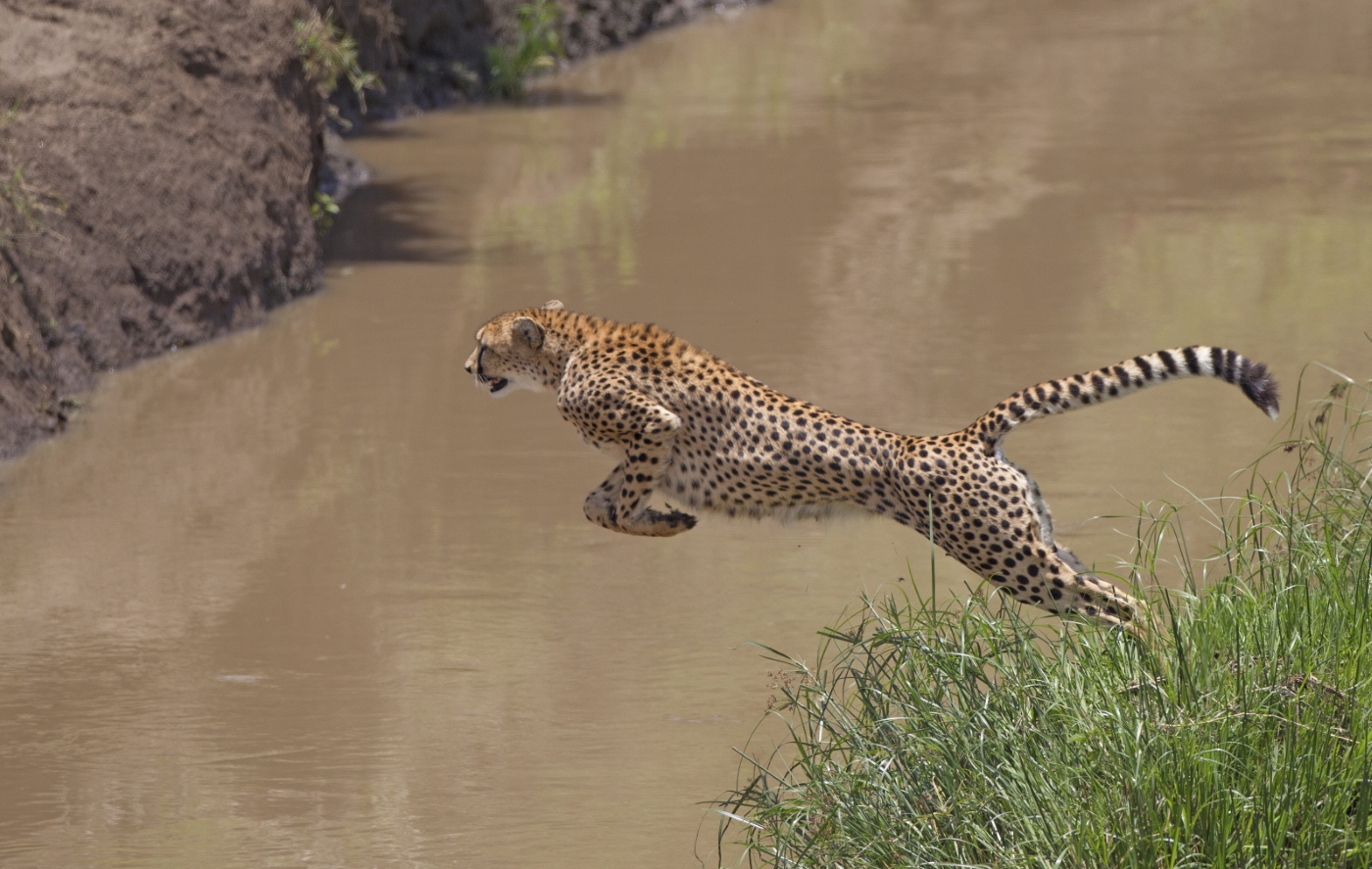 cheetah jump 1400x887